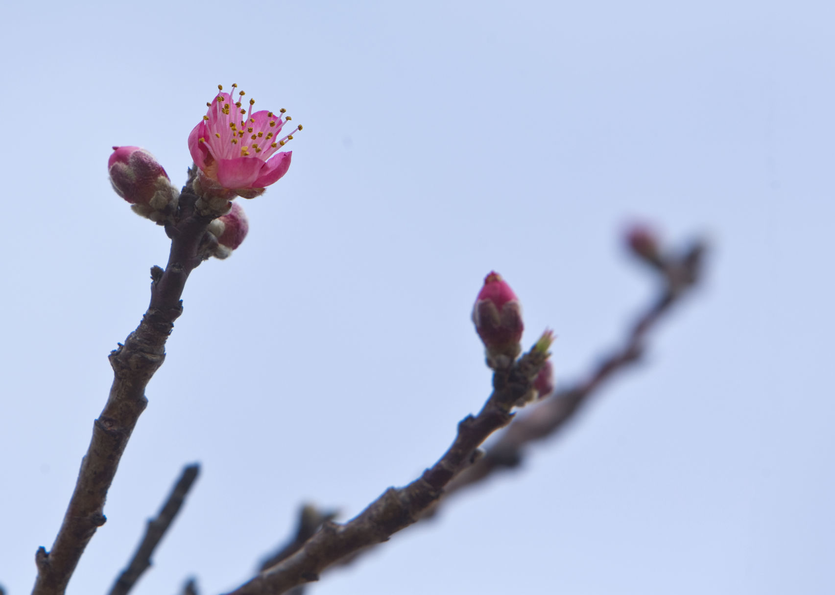 skd blooms 031020 p03